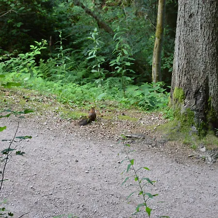 Hotel Hotel Waldblick Bsr Ihr Zwischenstopp Im Schwarzwald